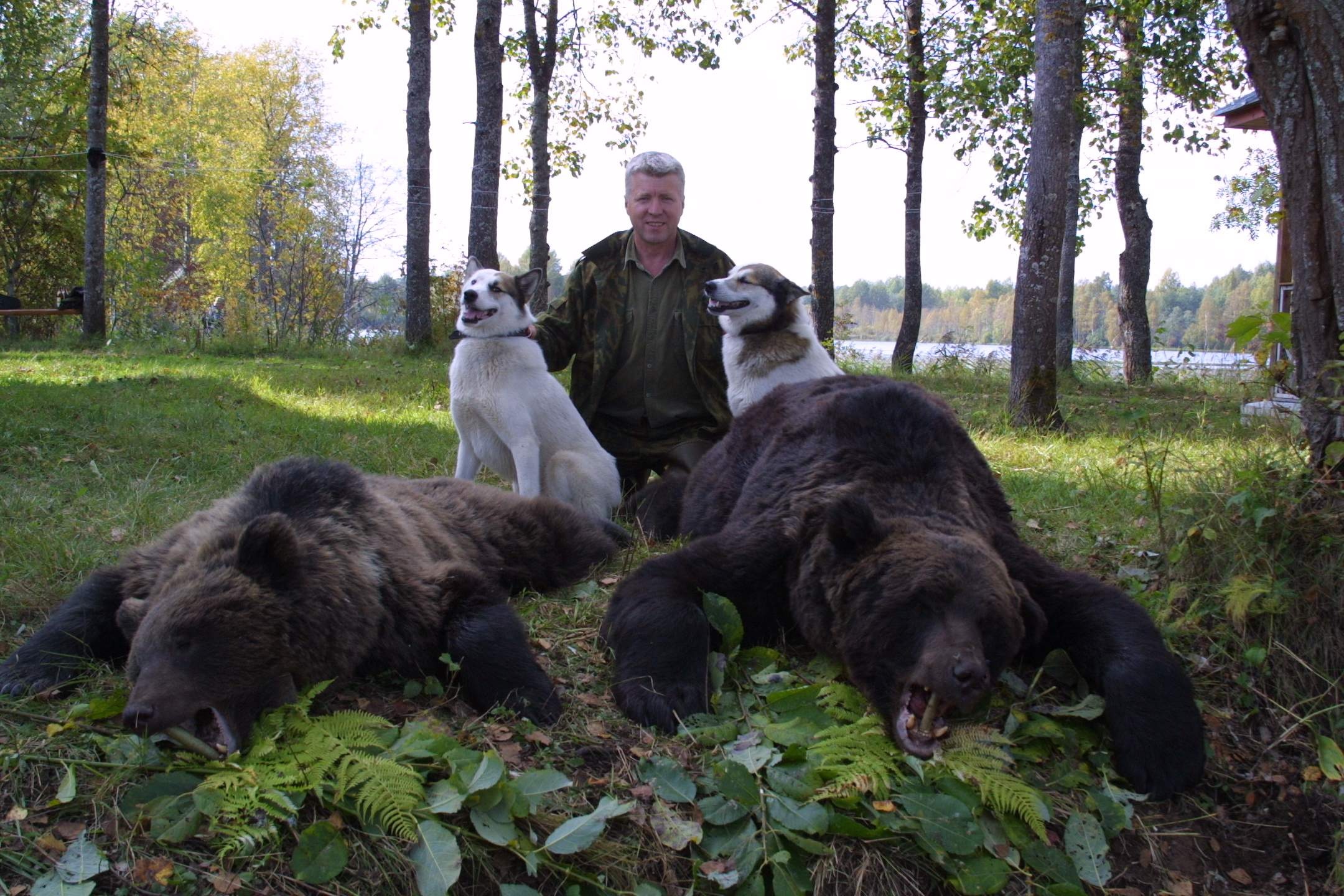 Собака вывела из леса медведей. Охота на медведя в Ленинградской области. Бурый медведь в Ленинградской области. Медведи в Ленобласти.