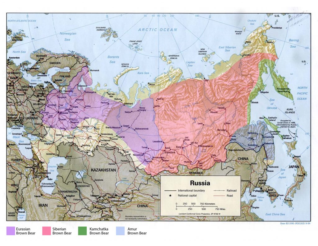 Brown Bear Distribution in Russia