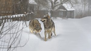wolf hunting in Russia