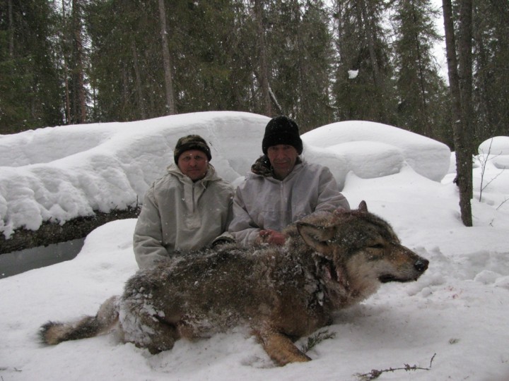 Grey Wolf Pack Hunting